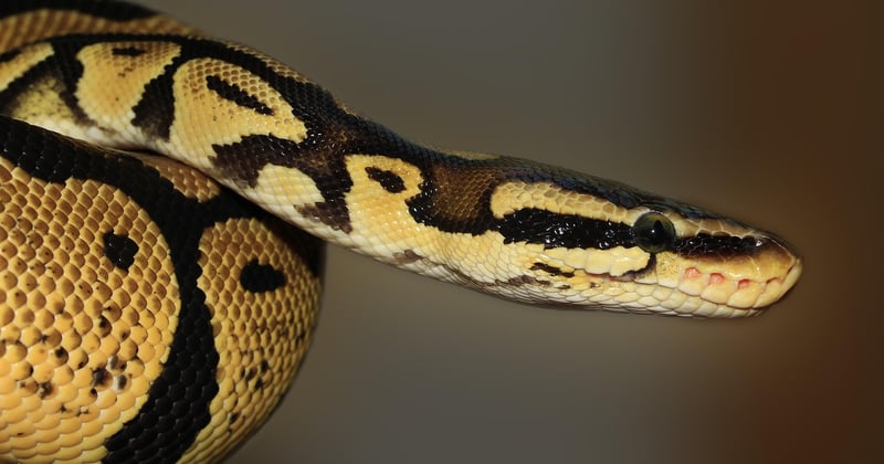 Getting Started with Python: A Beginner's Roadmap to Code